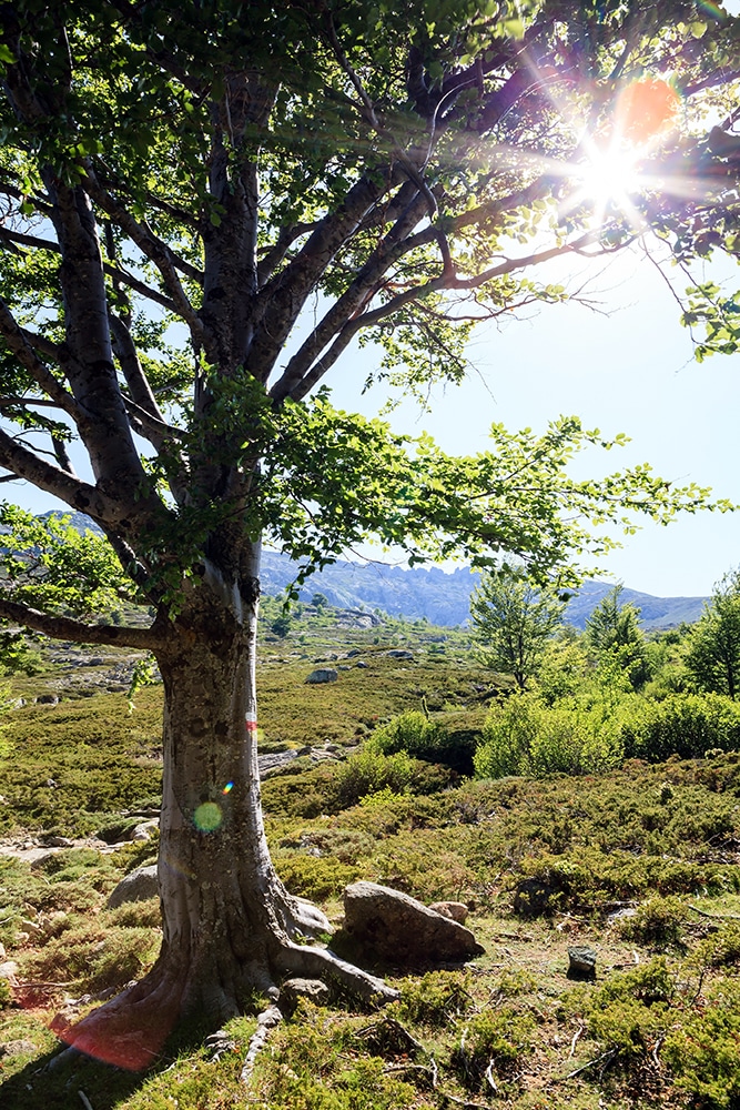 Magical tree sunset in inspirational mountains landscape. Hiking trail sign on tree with sunlight summer nature on path in Corsica France.